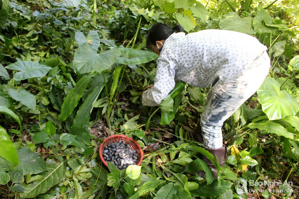 Mạo hiểm, liều mạng nghề ăn cơm dưới đất, hái trám "trên trời" - 11 Mạo hiểm, liều mạng nghề ăn cơm dưới đất, hái trám "trên trời" - 11