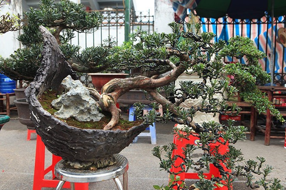 "Kỳ hoa dị thảo" dồn dập đổ về Hà Nội, dân chơi cây cảnh phát sốt - 11
Những gốc cây “khủng” có giá 60 – 70 triệu đồng