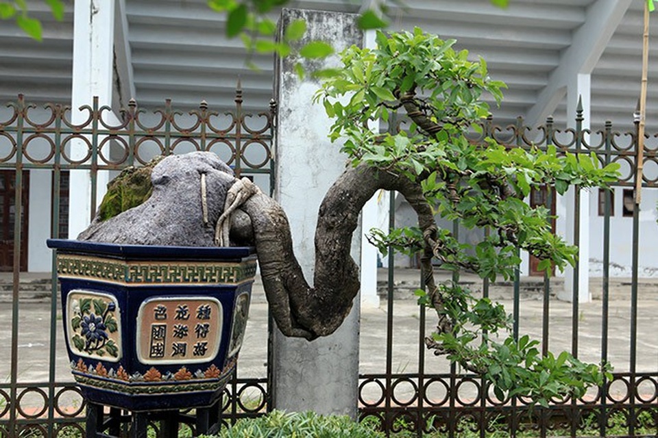 "Kỳ hoa dị thảo" dồn dập đổ về Hà Nội, dân chơi cây cảnh phát sốt - 12
Những gốc cây “khủng” có giá 60 – 70 triệu đồng