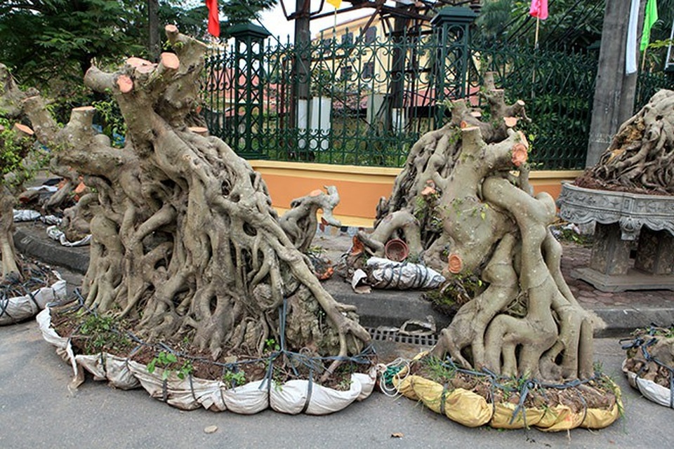 "Kỳ hoa dị thảo" dồn dập đổ về Hà Nội, dân chơi cây cảnh phát sốt - 13
Để có được chỗ đứng trong khu trưng bày, các tác phẩm phải qua vòng sơ tuyển.
