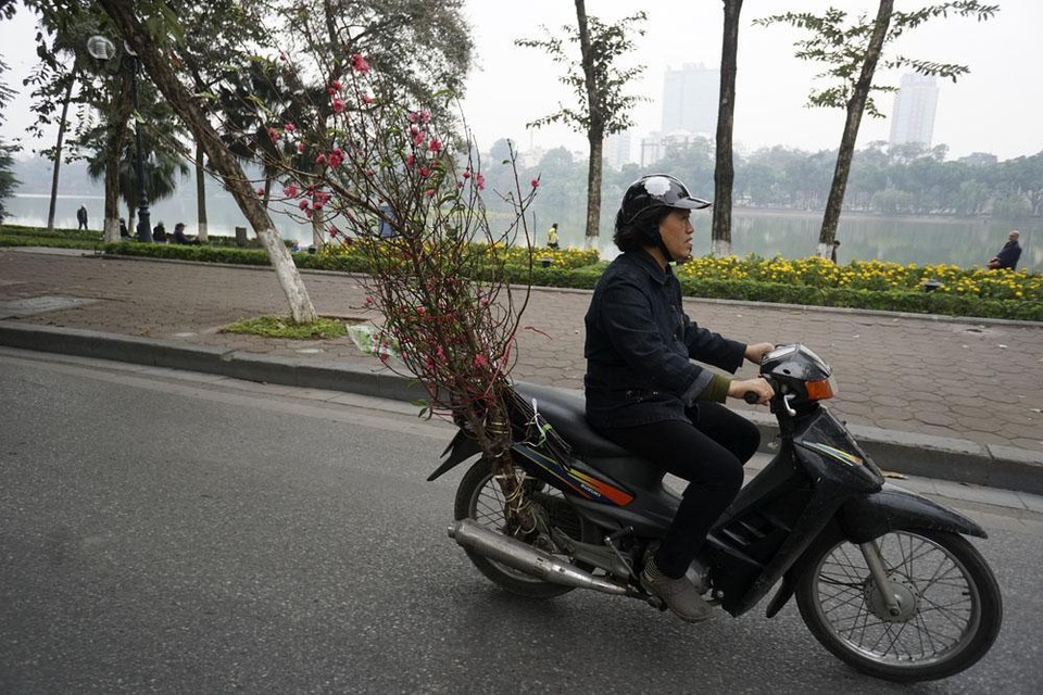 Một chuyến xe chở đào đi qua hồ Gươm.