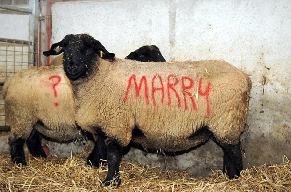 …rồi viết thông điệp “Will you marry me?” (Em sẽ lấy anh chứ?) trên thân cừu