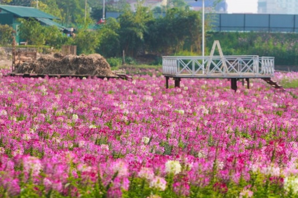 Lưu giữ khoảnh khắc xuân ở những vườn hoa nổi tiếng - 4 Vườn hoa như phim trường với nhiều bối cảnh xen kẽ.