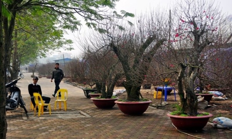 6 chợ hoa Xuân nức tiếng Hà Thành - 4 Bạn có thể tìm mua mọi loại cây cảnh, tùy thuộc nhu cầu và điều kiện của mình.