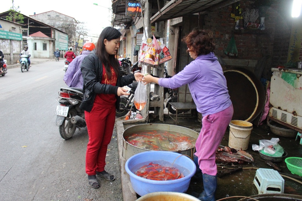 Lãi trăm triệu đồng nhờ giá cá chép cúng ông Công ông Táo tăng mạnh - 4 Chị Huyền, tiểu thương tại chợ Lĩnh Nam cho biết chị nhập 10 kg cá chép đỏ giá 180.000 đồng/kg tại chợ Yên Sở từ chiều 22 âm lịch. Được biết chị bán lẻ 40.000 đồng/ bộ 3 con.