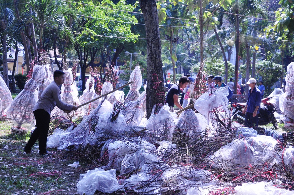 Cuối ngày 30 Tết, hoa, cây cảnh đồng loạt “xả hàng” - 5 Chủ vườn đào đập hoa để vứt bỏ