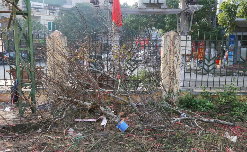 Cuối ngày 30 Tết, hoa, cây cảnh đồng loạt “xả hàng” - 43 Đào lăn lóc nằm một góc