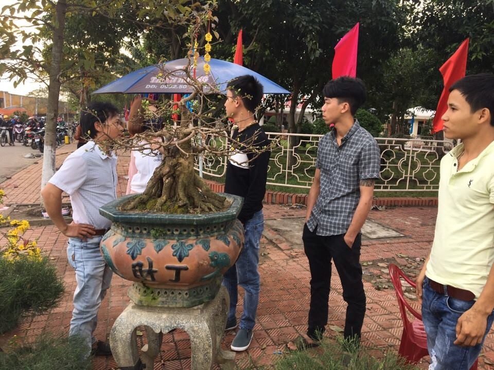 Cuối ngày 30 Tết, hoa, cây cảnh đồng loạt “xả hàng” - 49 Giá hoa, cây cảnh giá vẫn chưa có dấu hiệu giảm xuống, thậm chí có cây mai có giá lên tới 15 triệu đồng