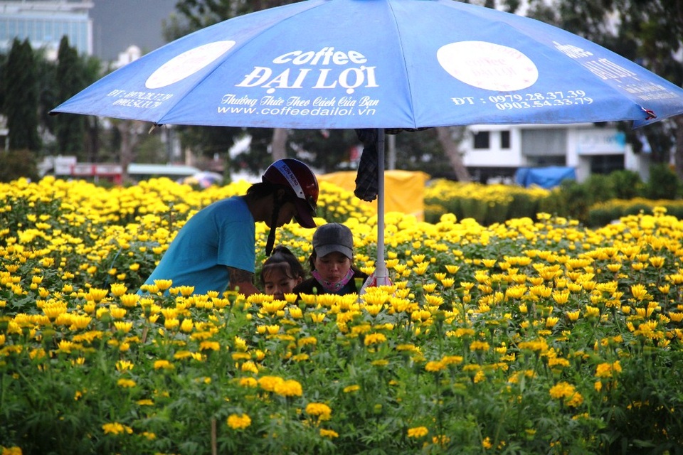 Hoa, kiểng ế ẩm, đồng loạt “xả hàng” chiều 30 Tết - 11 
Hàng hoa cúc vẫn còn ngập chợ hoa