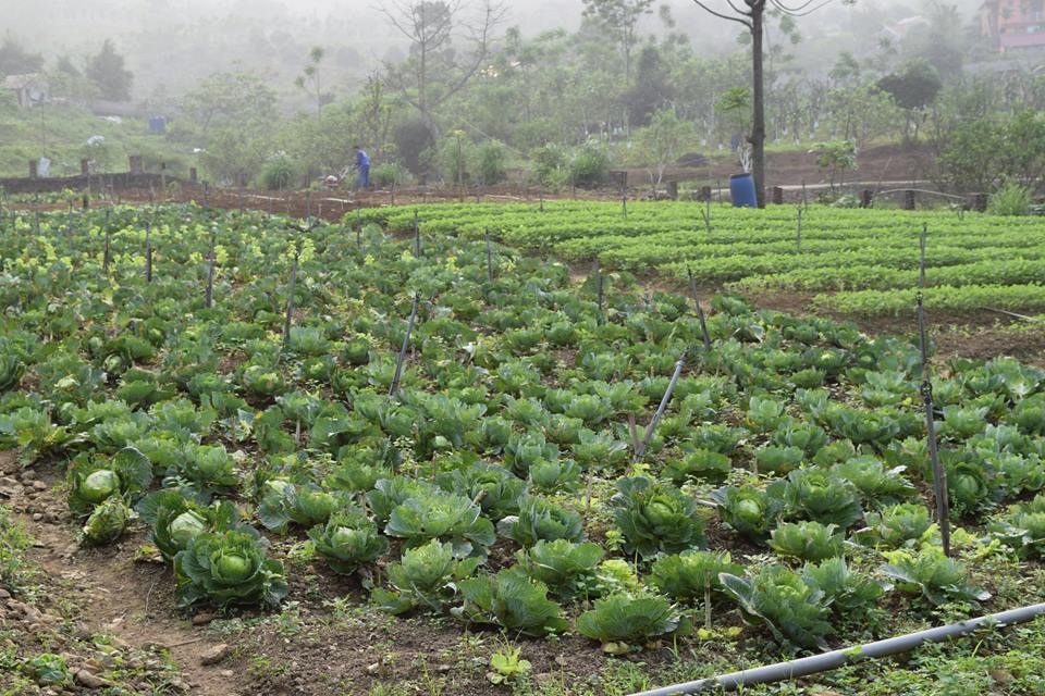 Nông trại hữa cơ Hoa Viên: Trồng rau hữu cơ, thực phẩm sạch theo mô hình khép kín - 4 Nông trại hữa cơ Hoa Viên: Trồng rau hữu cơ, thực phẩm sạch theo mô hình khép kín - 4