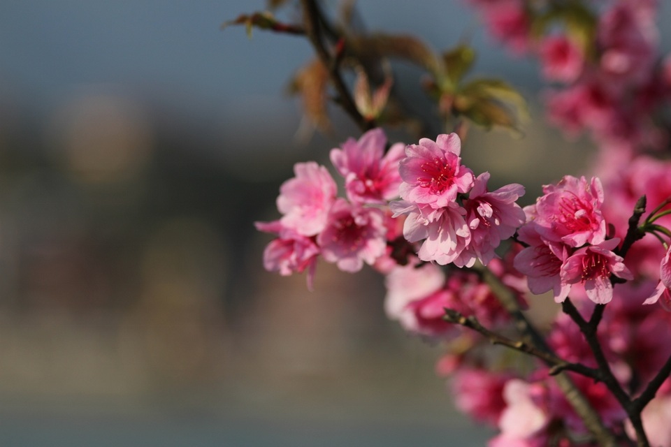 Đào phai Tây Bắc dịu dàng và mong manh nhưng vẫn toát lên sức sống bền bỉ, vươn mình khoe sắc trong nắng gió vùng cao.