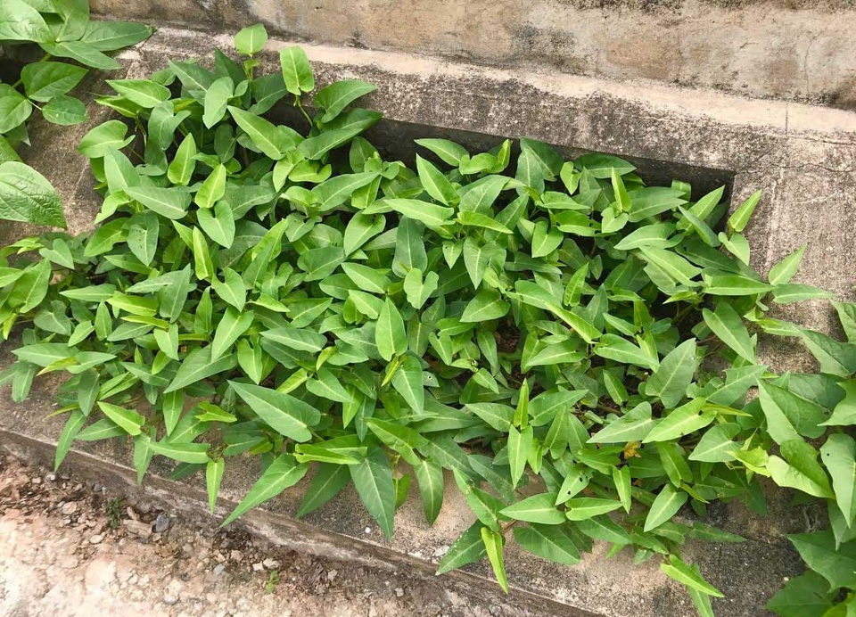 Khoét lỗ bê tông trồng rau: Hà thành sánh cùng Hà Giang - 5
Rau muống