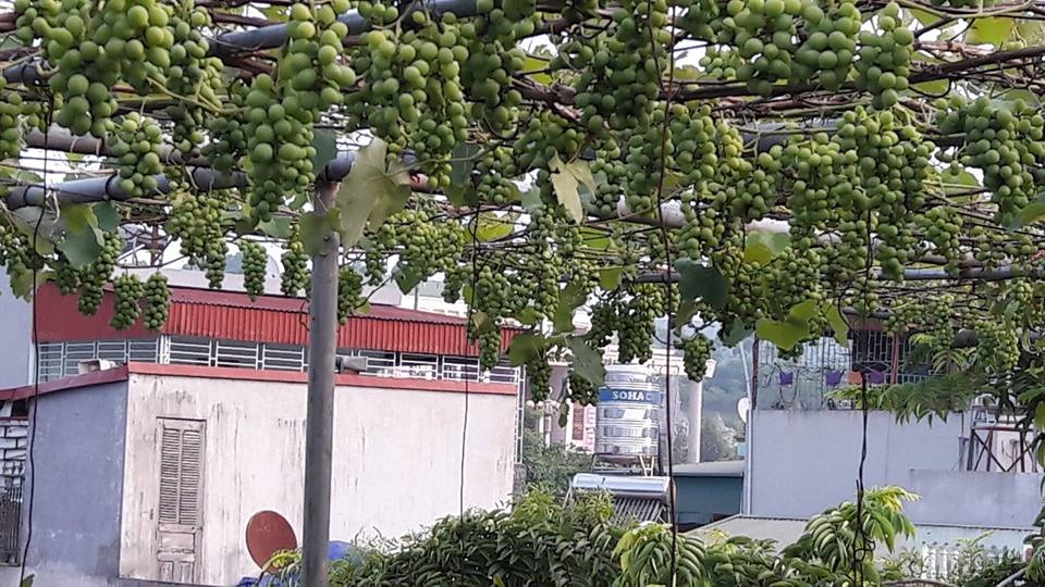 "Siêu nông dân ruộng bê tông": 35m2 sân thượng thu 2 tạ nho - 5 "Siêu nông dân ruộng bê tông": 35m2 sân thượng thu 2 tạ nho - 5