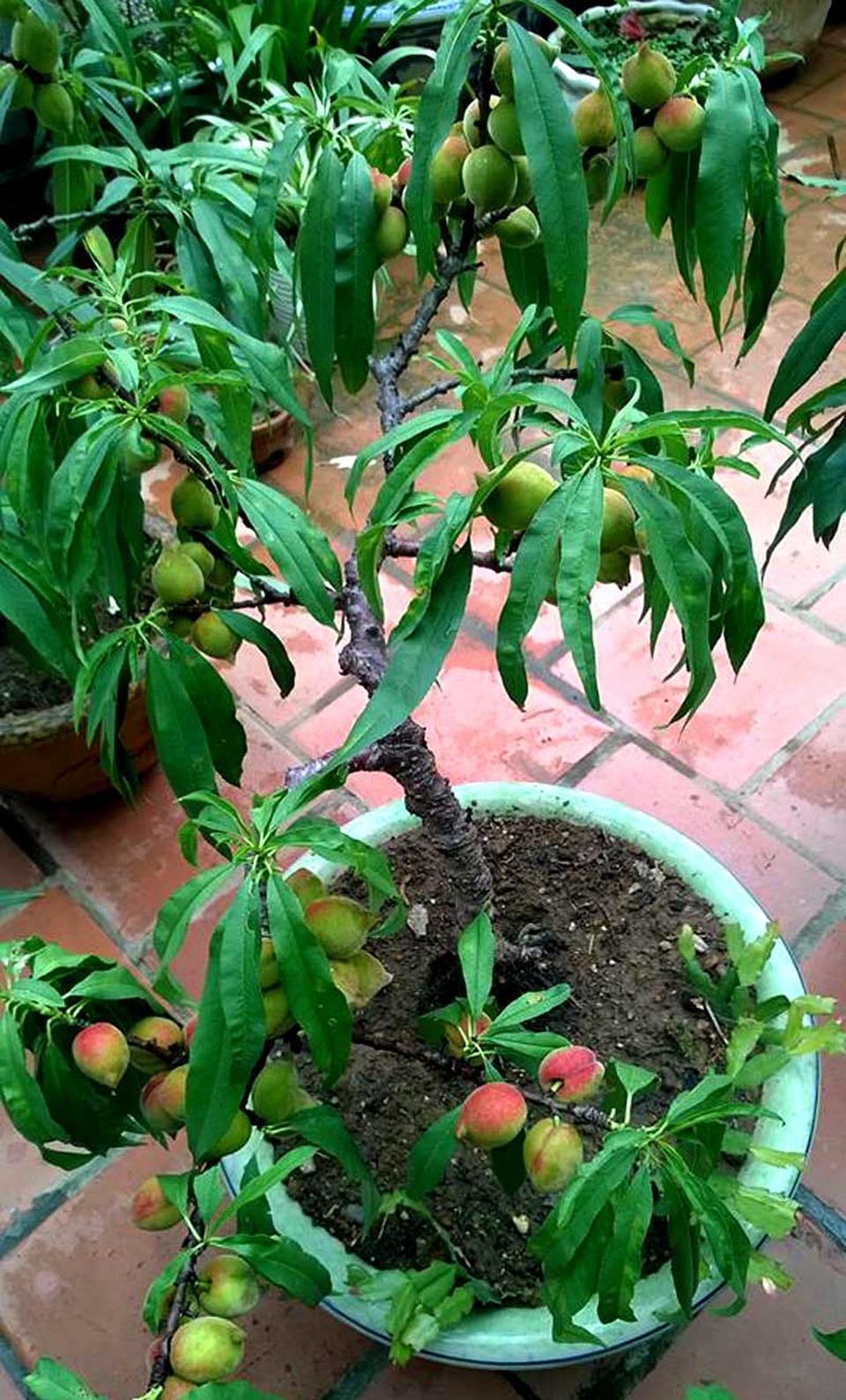Vườn đào thất thốn ở lưng trời: Thân nhỏ xíu, sai trĩu quả - 5
Tuy nhiên, các gốc đào nào có quả thì quả đều sai trĩu cành, chẳng khác gì các loại đào lấy quả người dân trồng trong vườn