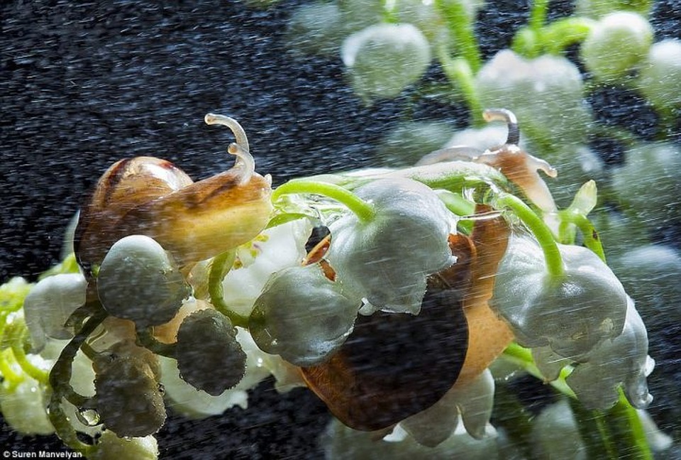 Bộ ảnh tuyệt đẹp về loài ốc sên dưới mưa - 4