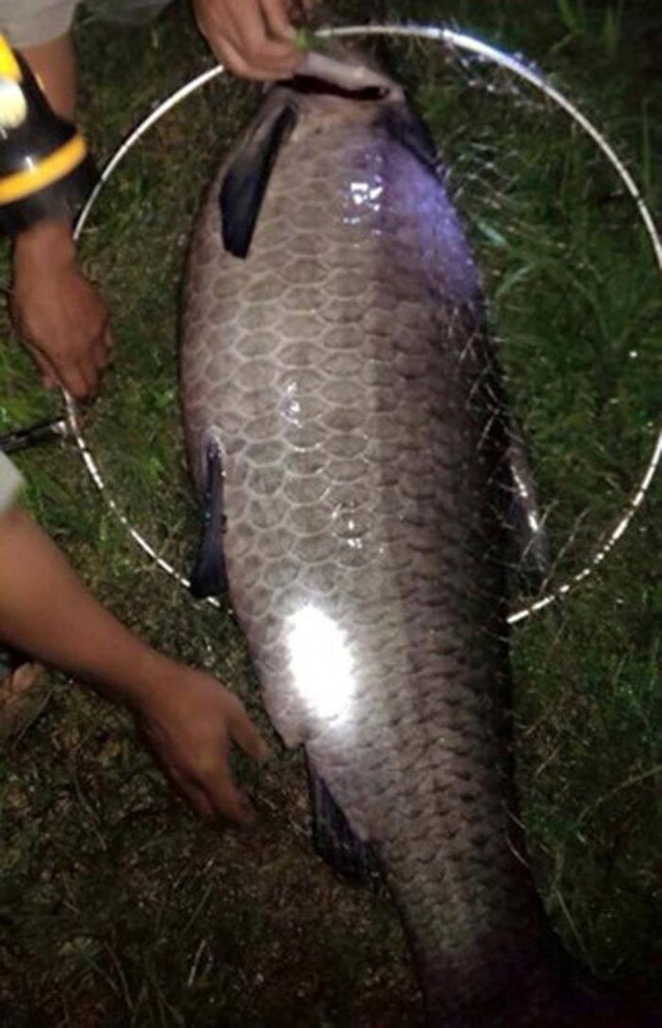 Cá trắm đen khổng lồ hiếm có: Mỗi lần xuất hiện gây xôn xao - 5
Cá trắm đen nặng 35kg, dài 1,3m.
