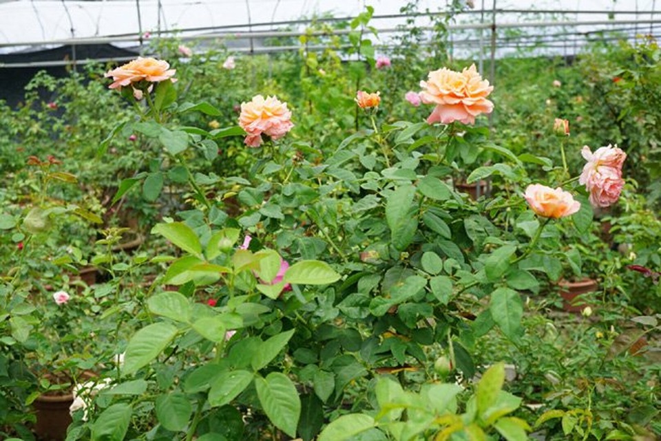 Chồng bỏ lương 100 triệu cùng vợ trồng 100 ngàn cây hoa hồng - 5 Chồng bỏ lương 100 triệu cùng vợ trồng 100 ngàn cây hoa hồng - 5