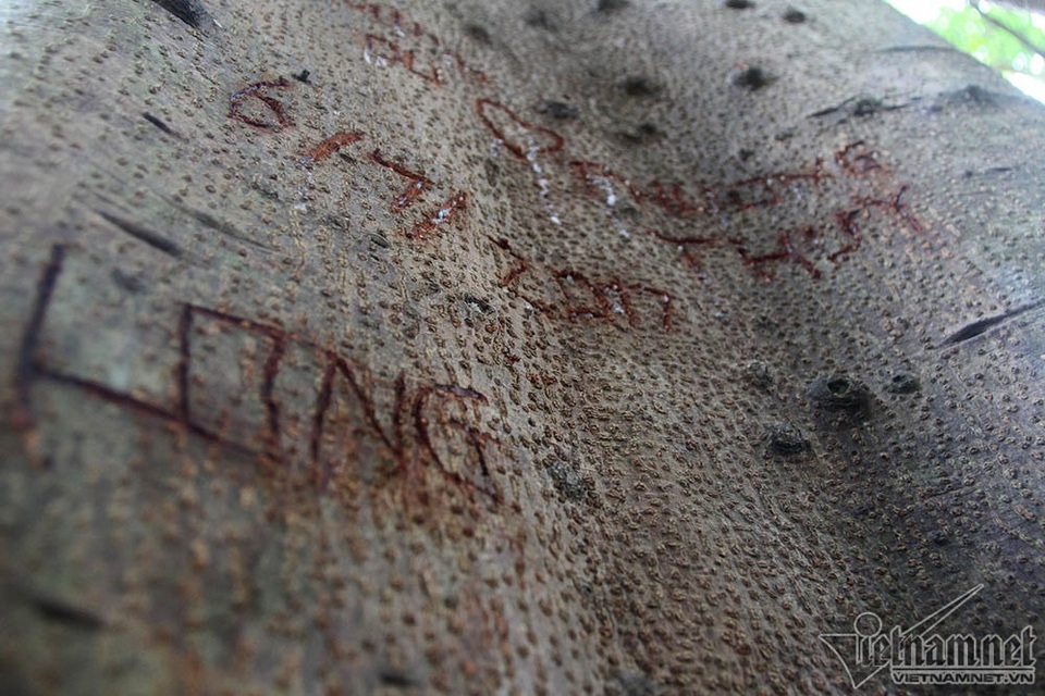 Cây 800 tuổi ở Đà Nẵng "đau đớn" vì chằng chịt "lời tỏ tình" - 5 Cây 800 tuổi ở Đà Nẵng "đau đớn" vì chằng chịt "lời tỏ tình" - 5