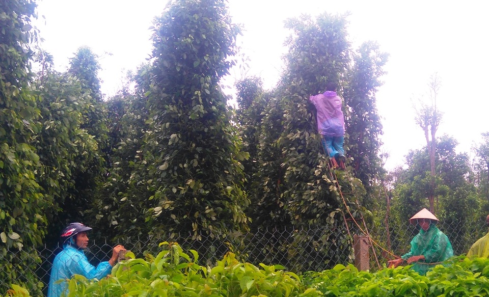 Những hình ảnh tan hoang nơi “siêu bão” quét qua - 28 Ông Đồng kéo lại vườn cây hồ tiêu bị xiêu vẹo