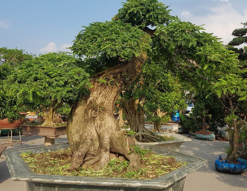 'Quái thú' ra Thủ đô, dân chơi cây miền Bắc phát sốt - 5