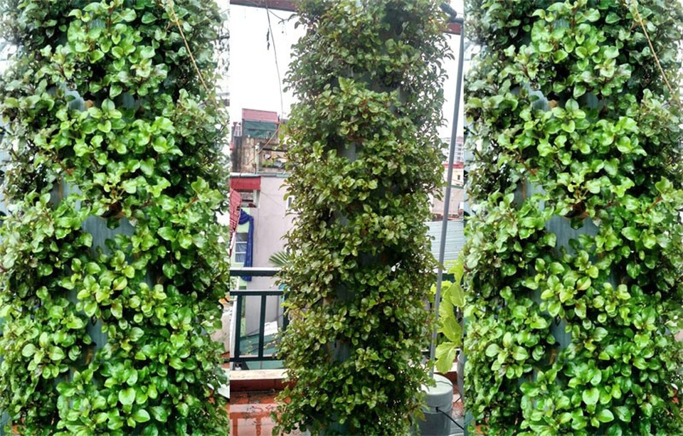 Kỳ lạ: Trồng rau trên cột nhựa, vườn cây mọc nghiêng trên lưng trời - 5
Rau cải xoong Nhật Bản