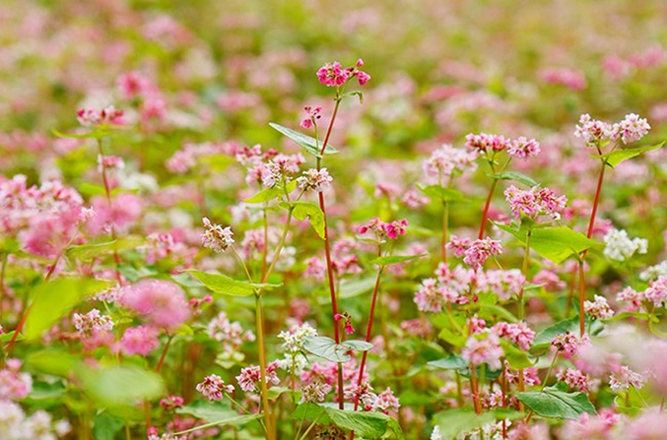 "Phát cuồng" vẻ đẹp hoa tam giác mạch bung nở trên sườn núi đá Hà Giang - 5 "Phát cuồng" vẻ đẹp hoa tam giác mạch bung nở trên sườn núi đá Hà Giang - 5