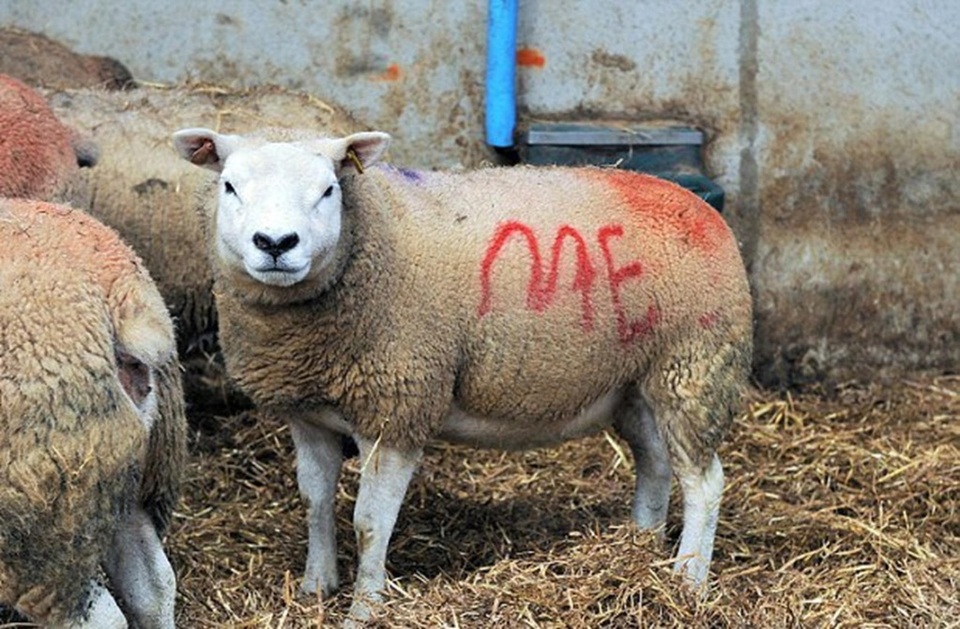 Sandra đã vô cùng bất ngờ trước màn cầu hôn sáng tạo của bạn trai