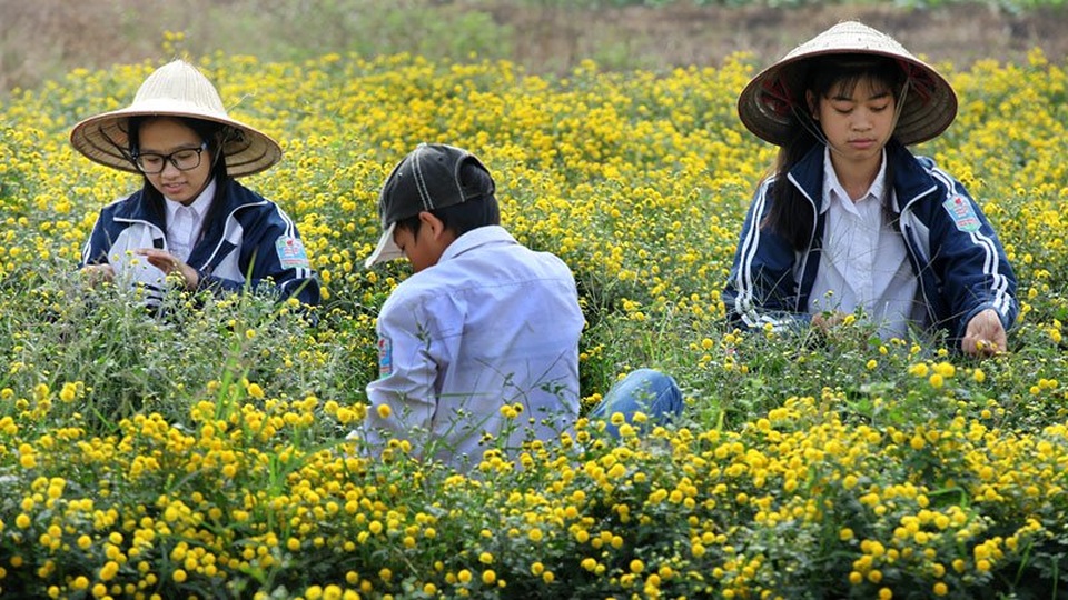 Nữ sinh nườm nượp rủ nhau kiếm tiền trên cánh đồng đẹp như mơ - 5 Nữ sinh nườm nượp rủ nhau kiếm tiền trên cánh đồng đẹp như mơ - 5
