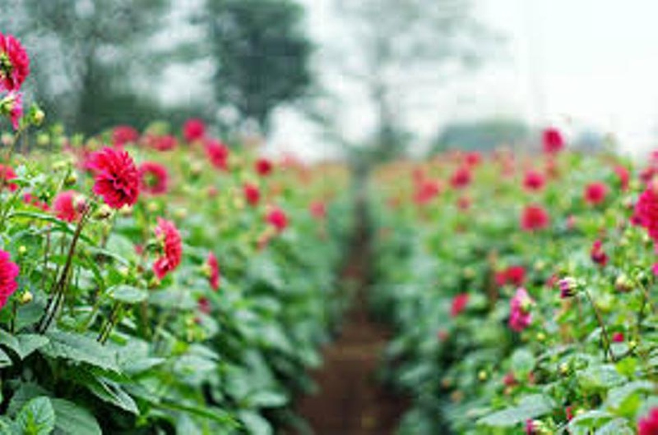 Lưu giữ khoảnh khắc xuân ở những vườn hoa nổi tiếng - 5 Hoa thược dược khoe sắc ở làng hoa Tây Tựu.
