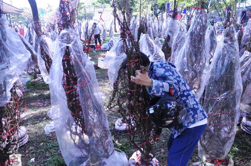 Cuối ngày 30 Tết, hoa, cây cảnh đồng loạt “xả hàng” - 6 Một số người tranh thủ vào nhặt hoa