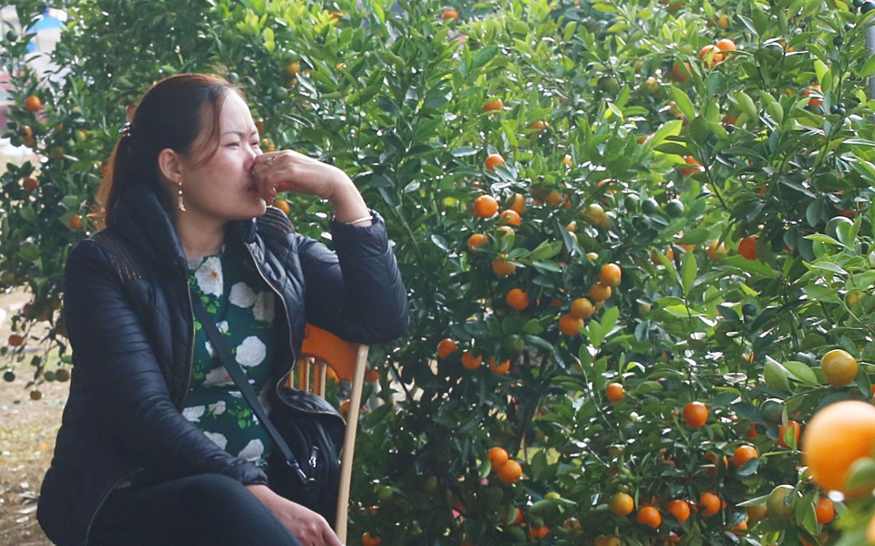 Cuối ngày 30 Tết, hoa, cây cảnh đồng loạt “xả hàng” - 44 Người bán quất ngao ngán vì ế ẩm