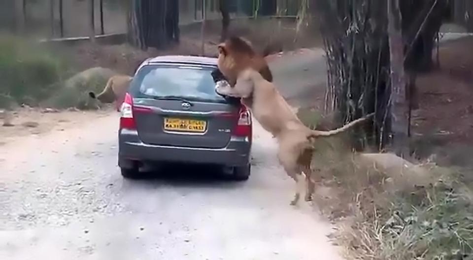 Sư tử cào cấu, cắn xé ô tô chở du khách ở Ấn Độ - 2 Sau đó nó bám vào nóc xe và cào cấu