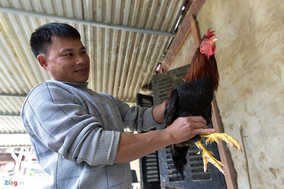 Giỗ Tổ Hùng Vương: Gà Sơn Tinh chín cựa nuôi như gà ri, 4 triệu đồng/con - 2 Người dân ở Xuân Sơn, Phú Thọ khoe sản phẩm gà chín cựa đặc sắc. Ảnh: Zing.vn