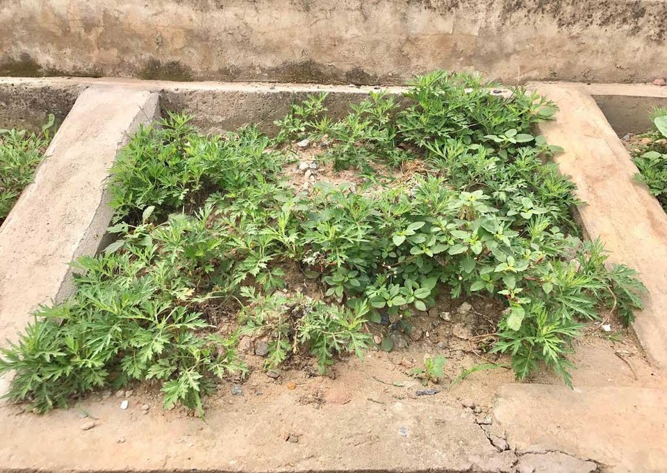 Khoét lỗ bê tông trồng rau: Hà thành sánh cùng Hà Giang - 6
Ngải cứu