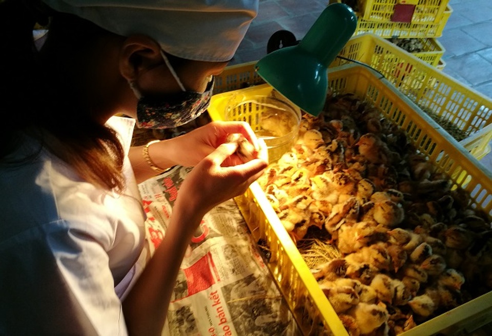 Gặp người phụ nữ ngồi nhìn hậu môn gà kiếm 90 triệu đồng/tháng - 2
Trung bình mỗi ngày chị Dung phân loại giới tính được khoảng 10.000 – 15.000 con gà
