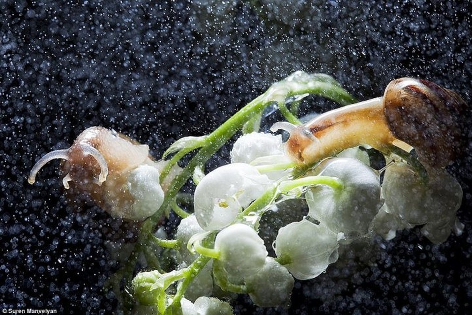 Bộ ảnh tuyệt đẹp về loài ốc sên dưới mưa - 5