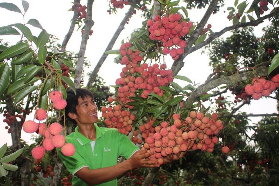Nông dân giỏi với bí quyết bắt vải thiều “đẻ” trên thân - 2
Với giải pháp cho vải thiều ra hoa, đậu quả trên thân, năm nào vườn vải nhà ông Hành cũng được mùa với sản lượng đạt từ 20 - 30 tấn quả, thu về khoảng 500 triệu – 600 triệu đồng/năm. Ảnh: Đức Thọ.