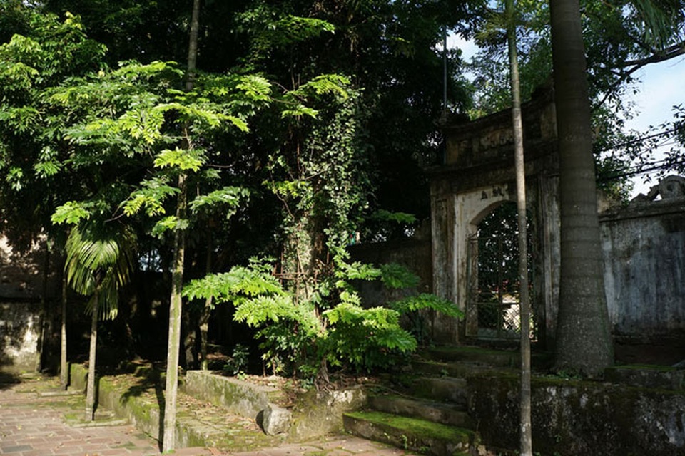 Theo ông Nguyễn Duy Ngợi, Chi hội trưởng người cao tuổi thôn Phụ Chính, thời điểm “sốt” gỗ sưa, cây sưa này được trả giá lên tới 100 tỷ đồng.