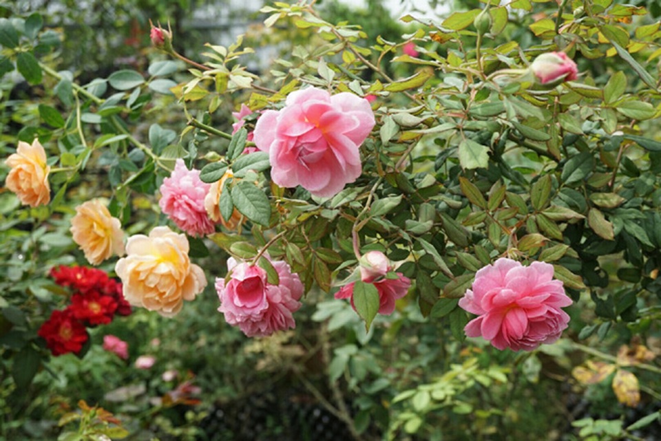 Chồng bỏ lương 100 triệu cùng vợ trồng 100 ngàn cây hoa hồng - 6 Các vườn hoa hồng của chị được phân phố khắp các tỉnh Hà Nội, Hoà Bình, Bắc Ninh, Mộc Châu...