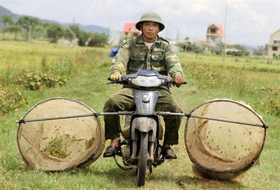 "Hốt" bạc triệu mỗi ngày từ nghề chạy xe săn châu chấu làm mồi nhậu - 2 "Hốt" bạc triệu mỗi ngày từ nghề chạy xe săn châu chấu làm mồi nhậu - 2