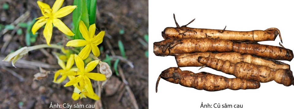 Những điều chưa biết về sâm cau - 4 Hoa và củ Sâm cau