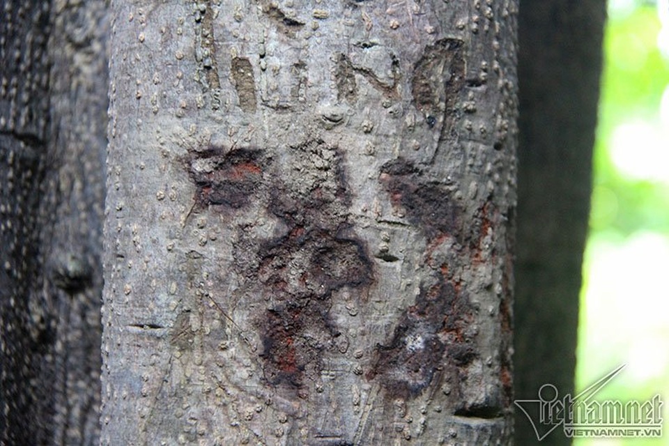 Cây 800 tuổi ở Đà Nẵng "đau đớn" vì chằng chịt "lời tỏ tình" - 6 Cây 800 tuổi ở Đà Nẵng "đau đớn" vì chằng chịt "lời tỏ tình" - 6