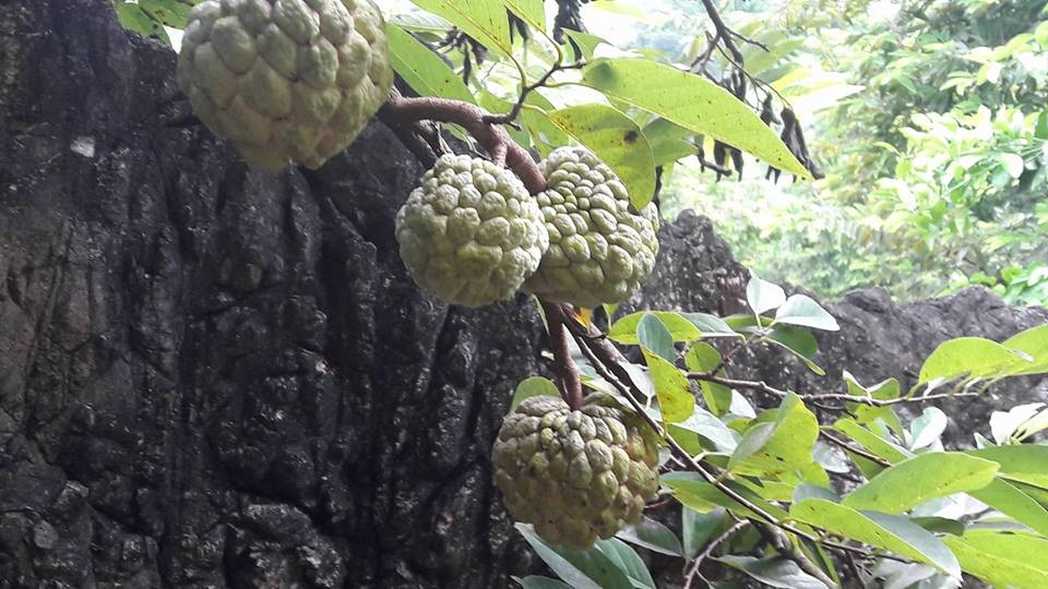Hốc đá hóa gốc na, nông dân Hòa Bình kiếm bộn tiền trên núi đá - 2 Hốc đá hóa gốc na, nông dân Hòa Bình kiếm bộn tiền trên núi đá - 2