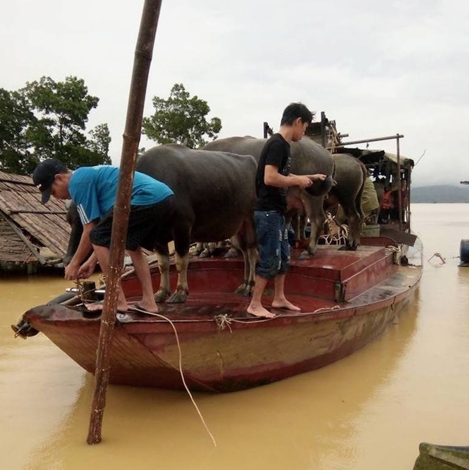 Nước lũ dâng ngang mái nhà, lút đến cổ người dân - 16 Người dân sống ở khu vực ngoài ven sông Lam chuyển trâu bò đi tránh lũ.