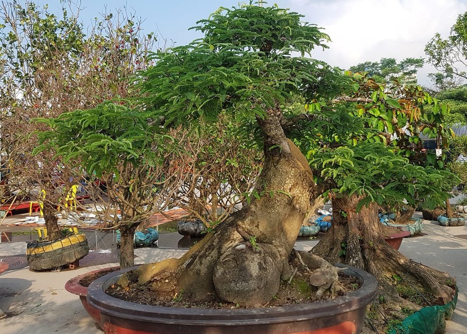 
2 cây me khổng lồ. Những loại cây như vú sữa, me..., người miền Bắc hay làm cây bóng mát, ít khi tạo thành cây thế
