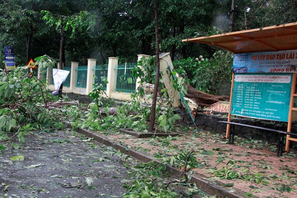 Bức tường rào bị cây đè sập