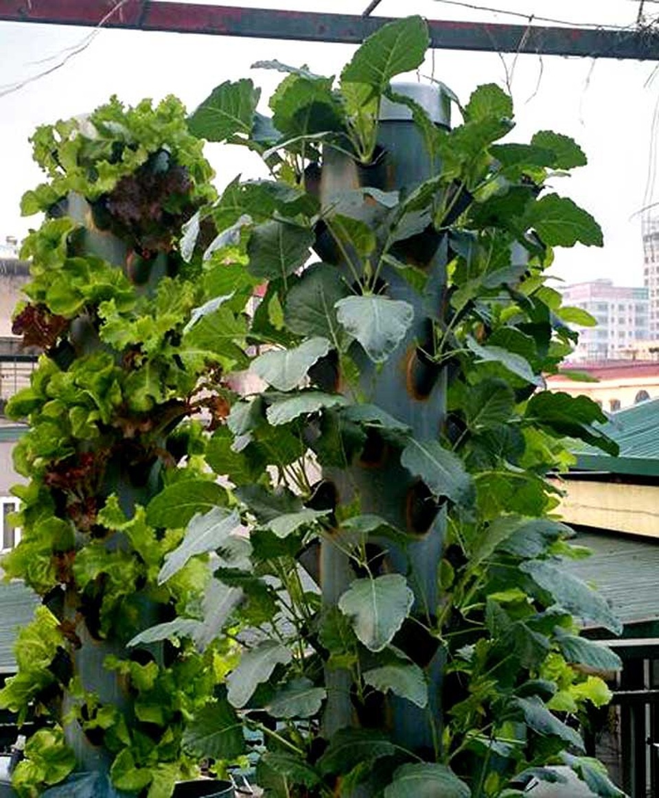 Kỳ lạ: Trồng rau trên cột nhựa, vườn cây mọc nghiêng trên lưng trời - 6
Và hiện anh chị đang trồng thử cải thảo, su hào