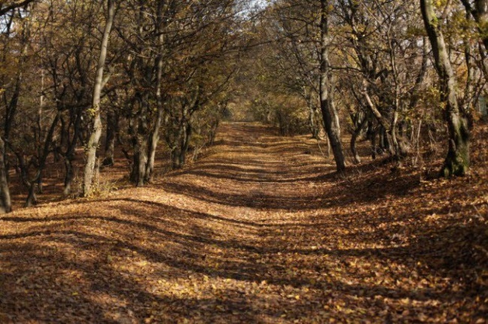 Mặc dù được mệnh danh là khu rừng ma ám đáng sợ nhất thế giới, nhưng Hoia Baciu lại thu hút du khách tò mò từ khắp tới nơi trên thế giới tới đây để khám phá những hiện tượng bí ẩn chưa có lời giải thích.