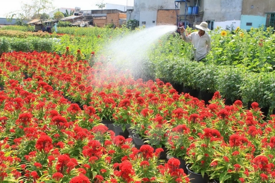 Lưu giữ khoảnh khắc xuân ở những vườn hoa nổi tiếng - 6 Lưu giữ khoảnh khắc xuân ở những vườn hoa nổi tiếng - 6