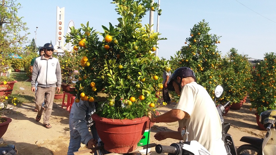 Cuối ngày 30 Tết, hoa, cây cảnh đồng loạt “xả hàng” - 29 Hoa, cây cảnh bán được nên cánh xe thồ cũng có việc